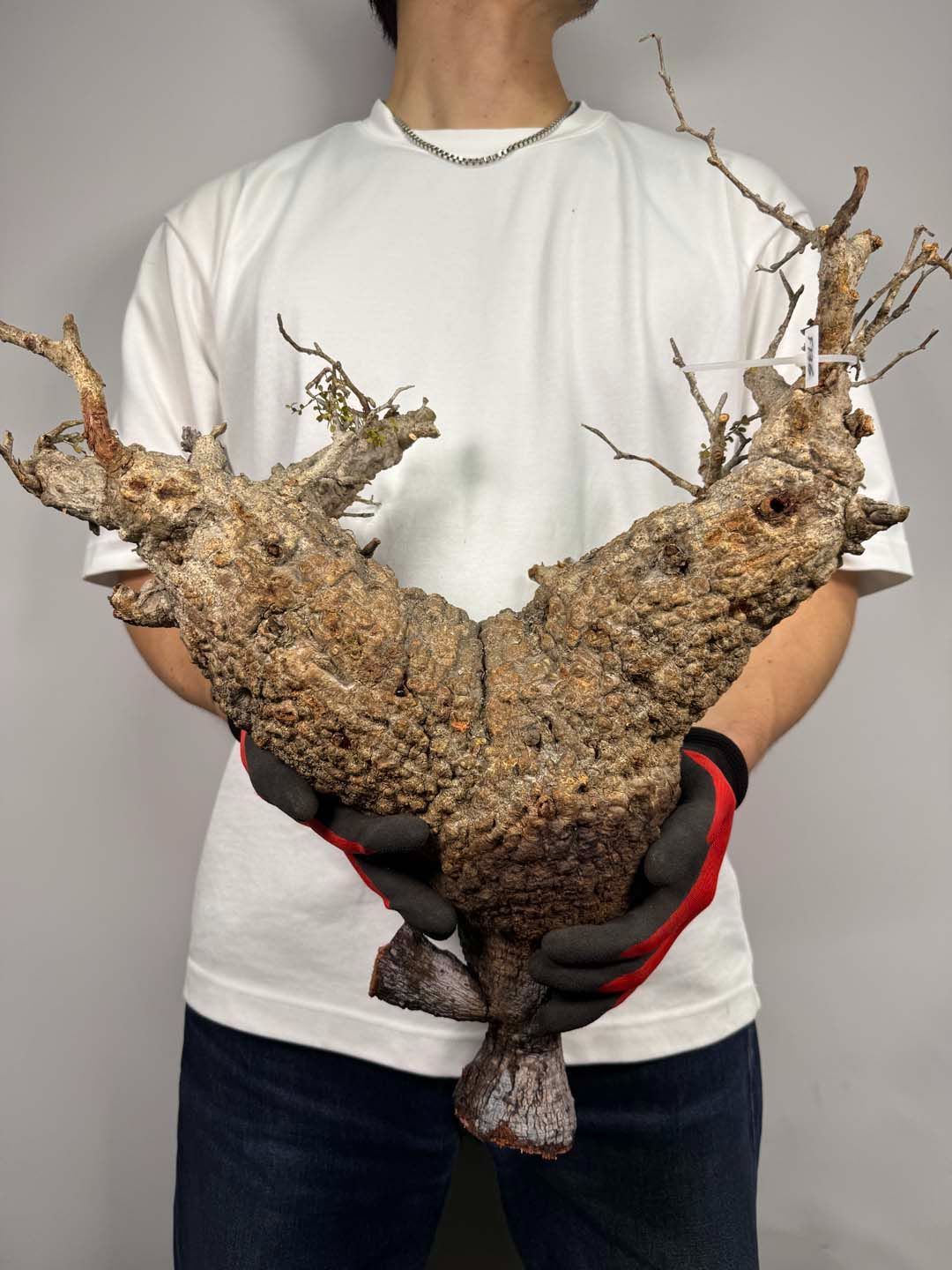 F136 現地発根株 オペルクリカリア パキプス 6/15 入荷 Operculicarya pachypus 塊根植物 現地球