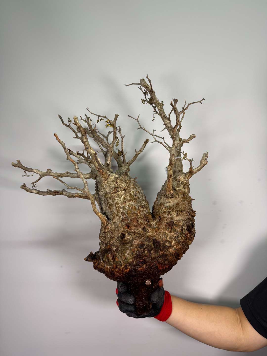 F135 現地発根株 オペルクリカリア パキプス 6/15 入荷 Operculicarya pachypus 塊根植物 現地球