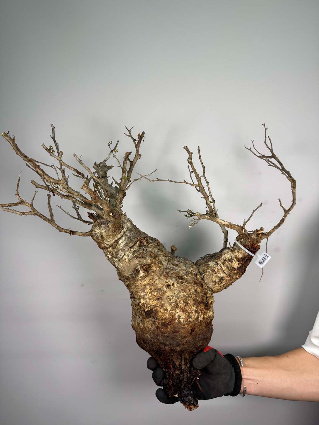 F134 現地発根株 オペルクリカリア パキプス 6/15 入荷 Operculicarya pachypus 塊根植物 現地球