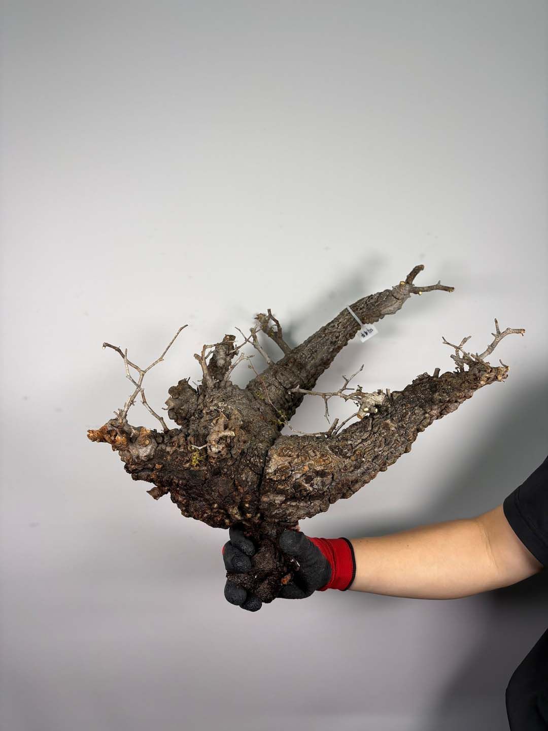 F194 現地発根株 オペルクリカリア パキプス 6/15 入荷 Operculicarya pachypus 塊根植物 現地球