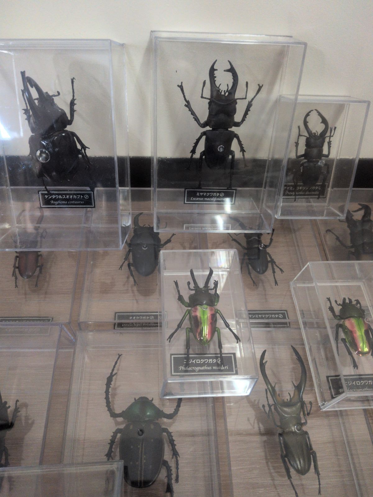 ディアゴスティーニ DeAGOSTINI 世界のクワガタ カブトムシ 標本 世界