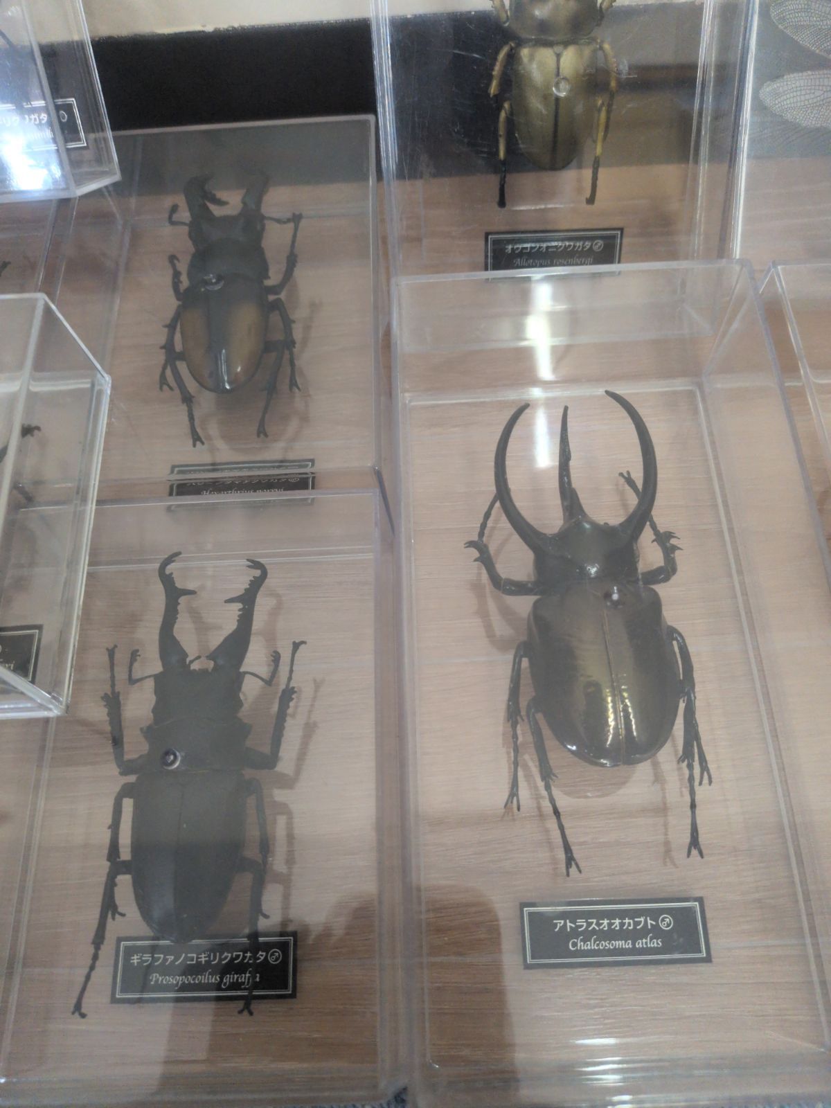 ディアゴスティーニ DeAGOSTINI 世界のクワガタ カブトムシ 標本 世界