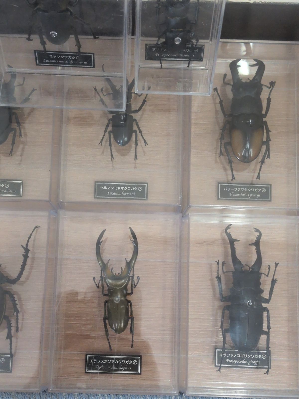 クワガタ　カブトムシ　標本セット 多数　デアゴスティーニ ディアゴスティーニ DeAGOSTINI 世界のクワガタ カブトムシ 標本 世界
