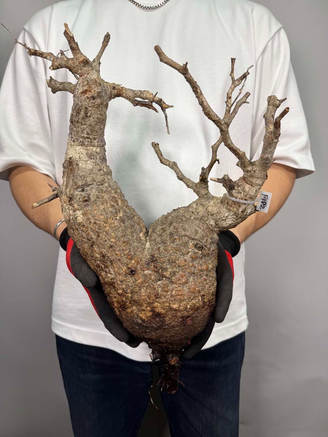 F182 現地発根株 オペルクリカリア パキプス 6/15 入荷 Operculicarya pachypus 塊根植物 現地球 ダブルヘッド