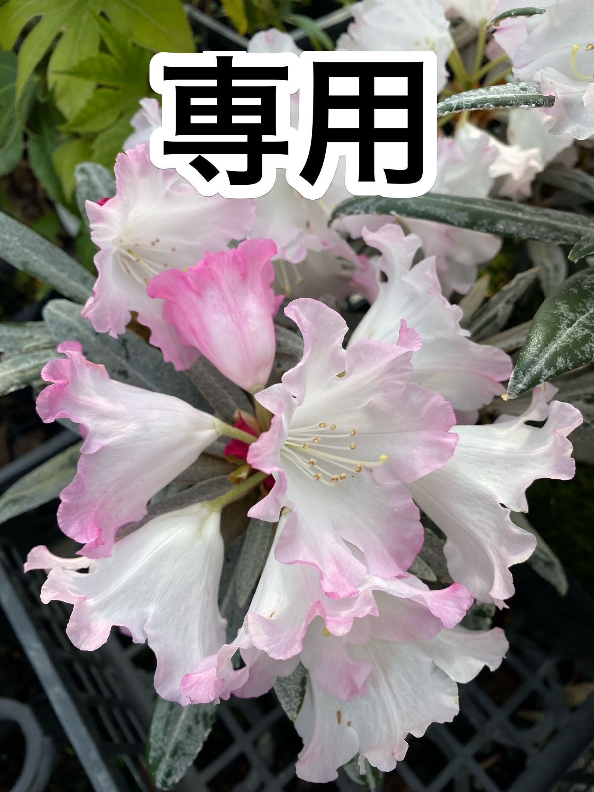 Carrie様専用（確認用）