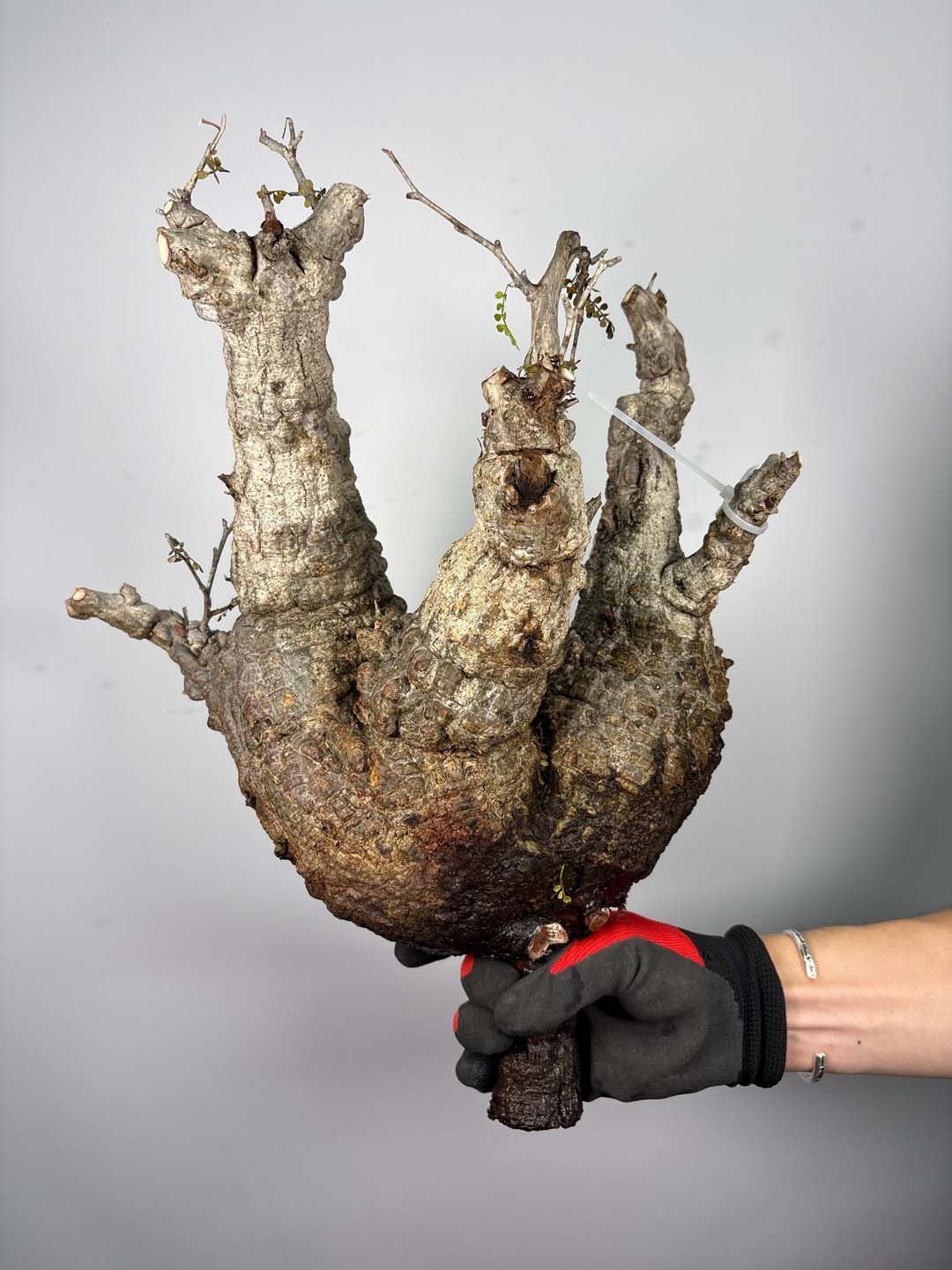F180 現地発根株 オペルクリカリア パキプス 6/15 入荷 Operculicarya pachypus 塊根植物 現地球