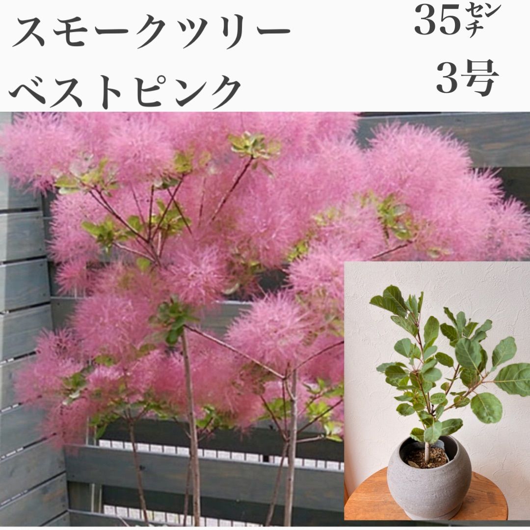 スモークツリー ベストピンク ③ 苗木・苗 黒ポット発送！ 3号 緑葉