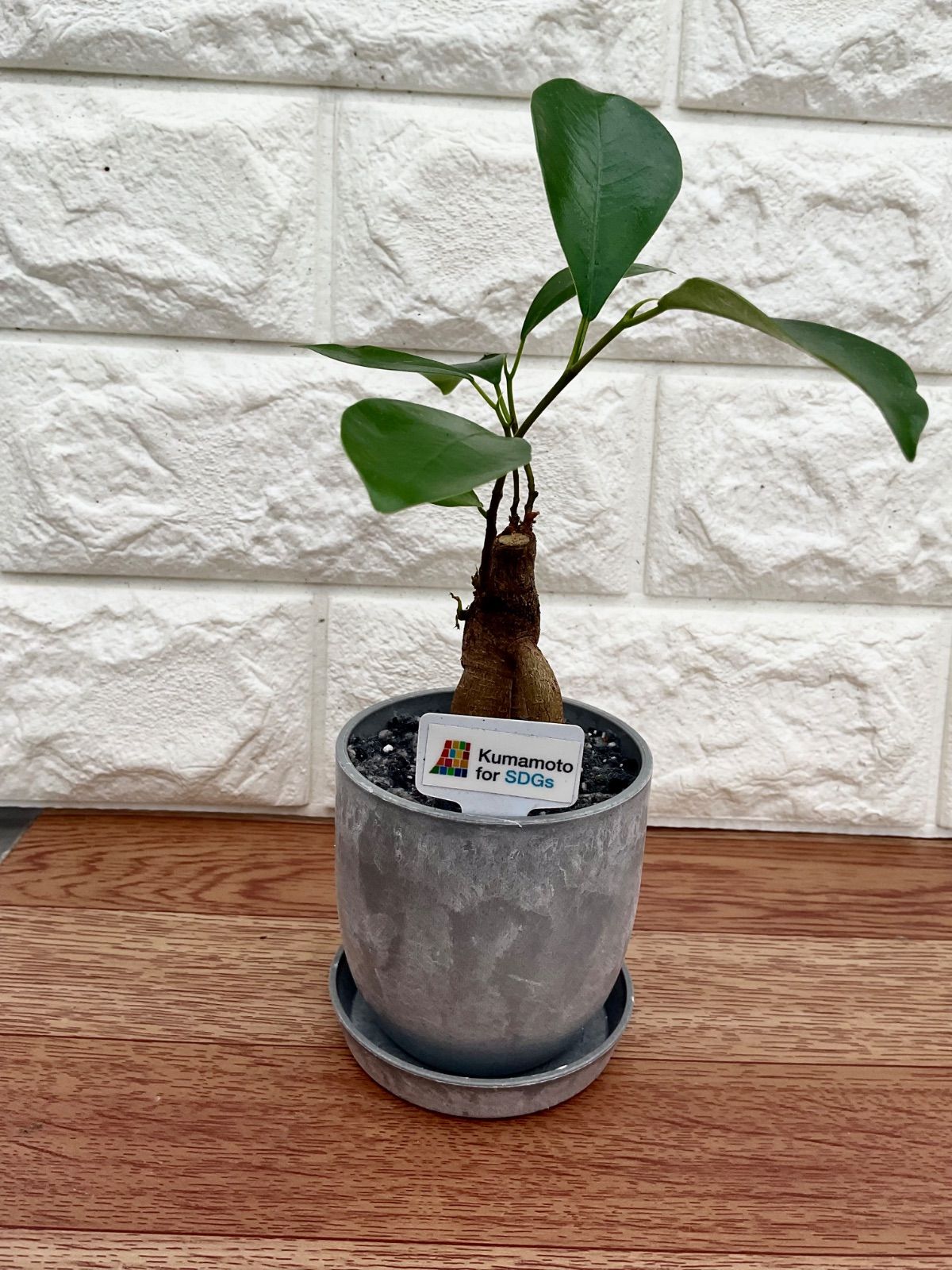 ガジュマル 観葉植物 観葉植物インテリア ③ - メルカリ