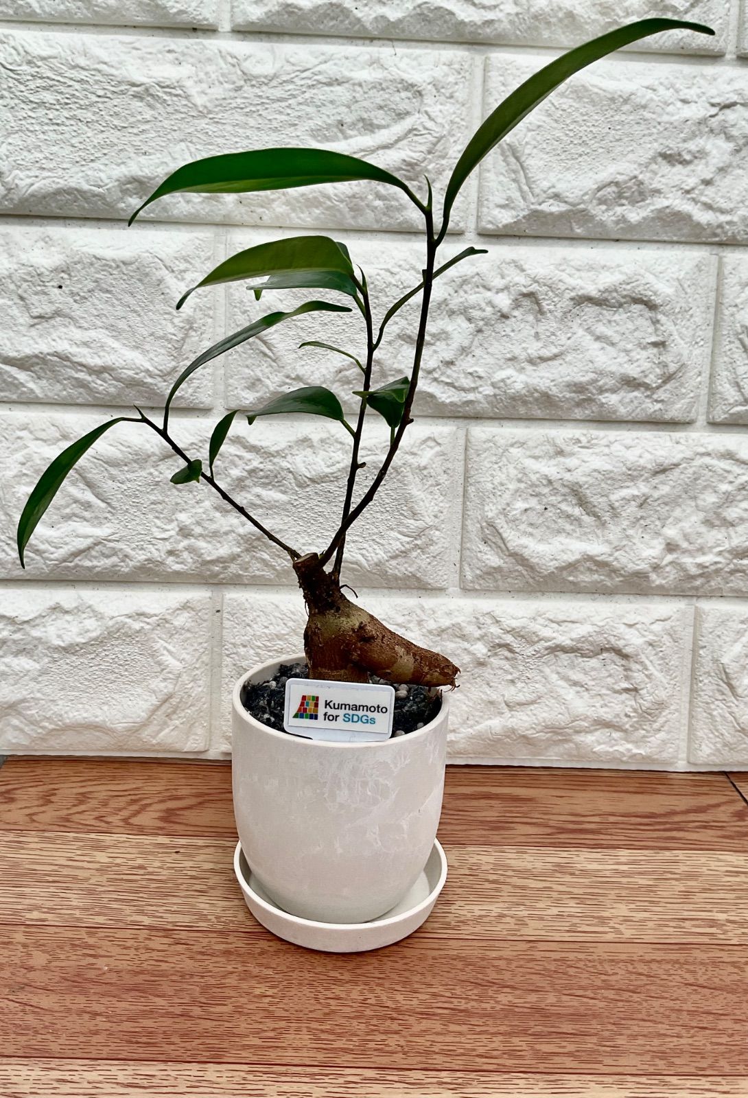 ガジュマル 観葉植物 観葉植物インテリア ④ - メルカリ
