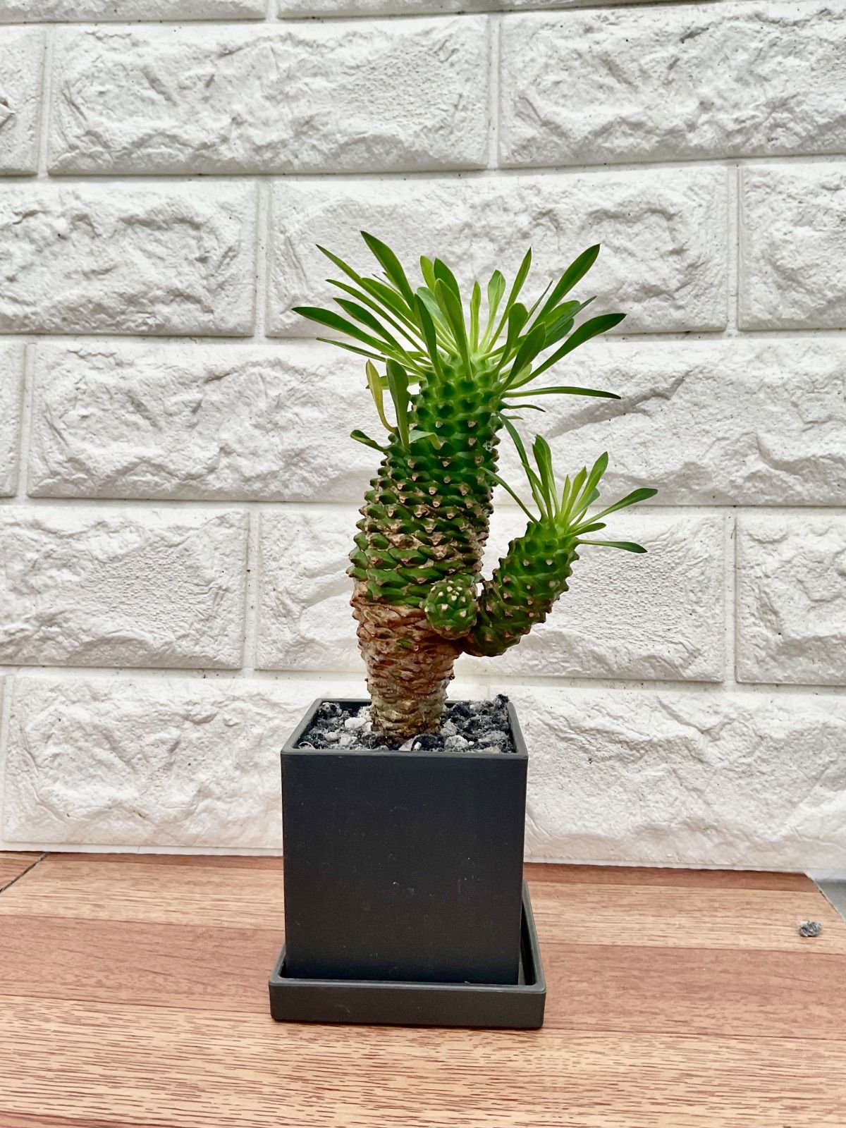 パイナップルコーン 観葉植物 観葉植物インテリア 11 - メルカリ