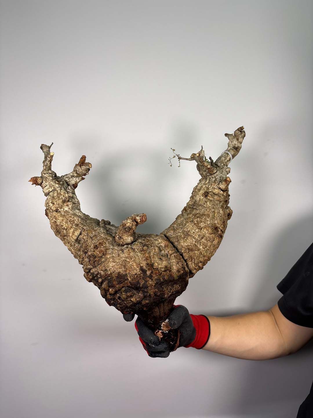 F179 現地発根株 オペルクリカリア パキプス 6/15 入荷 Operculicarya pachypus 塊根植物 現地球