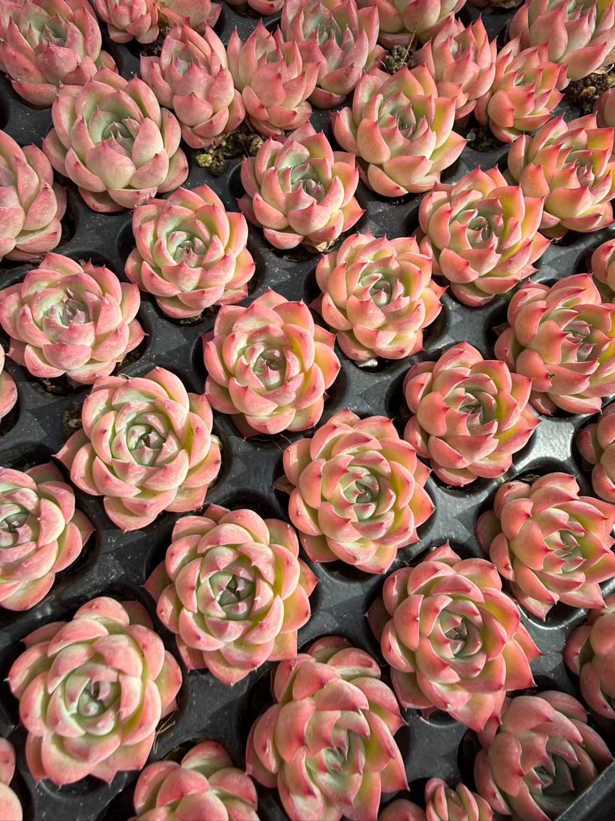 新入荷 粉月影 鮮やかな105苗セット 土と根付き 多肉植物 エケベリア