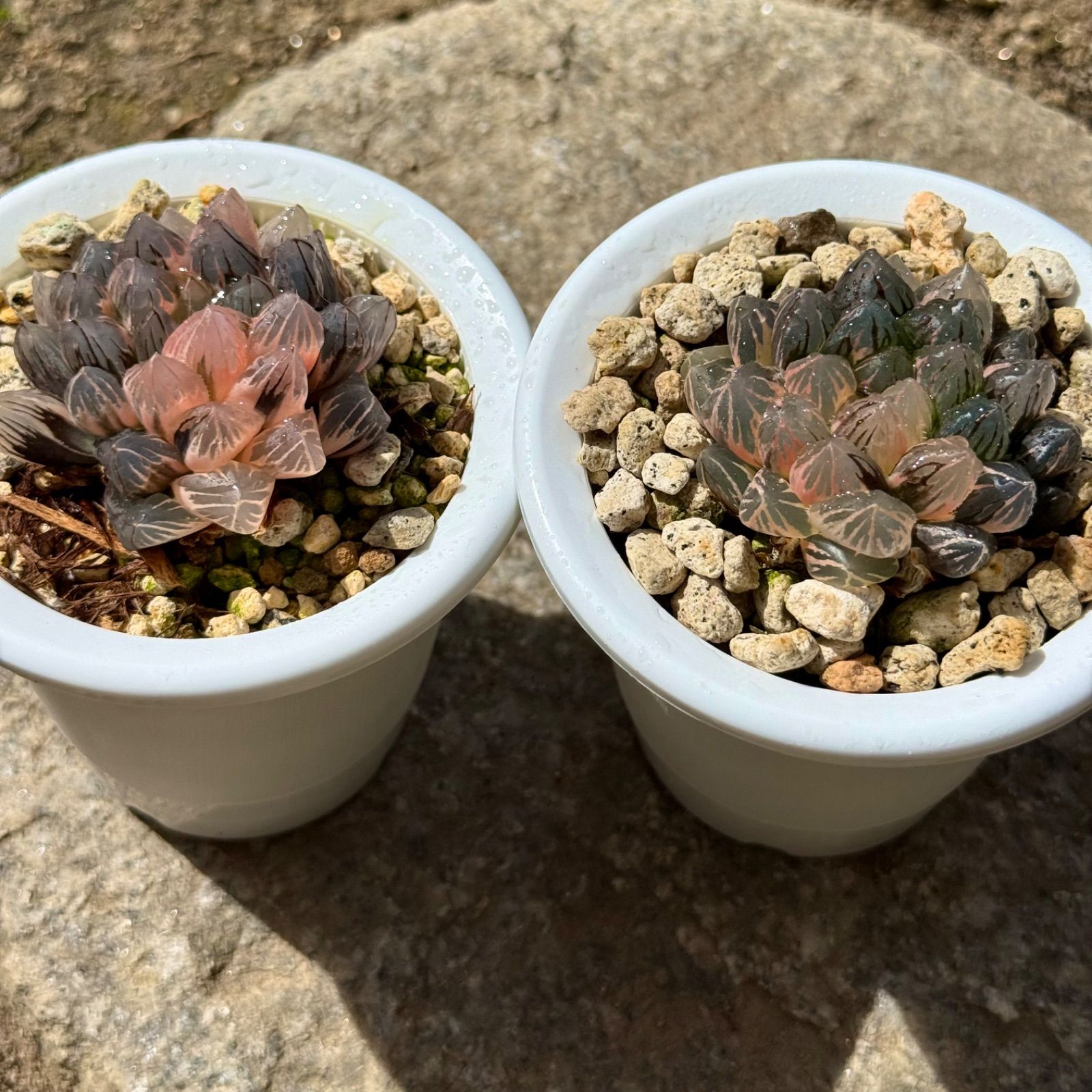 ☆☆オブツーサ錦＊サトウ錦＊古い品種☆☆ 感謝祭セール OMオブツーサ錦、紫王オブツーサ錦 セット ハオルチア