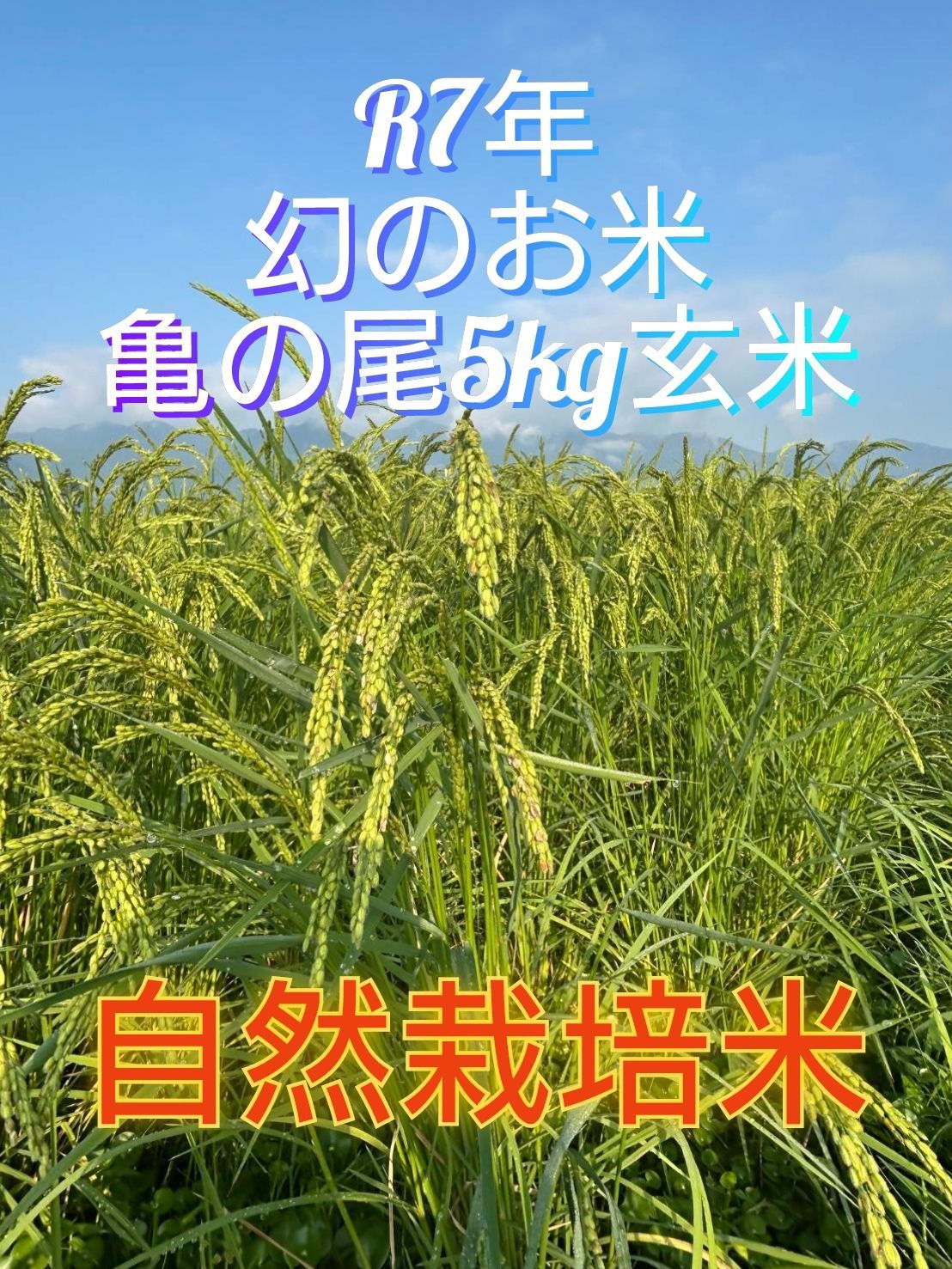 R7年 自然栽培米 2品種食べ比べセット10kg（5kg×2）玄米 幻の米2種食べ比べ10kg(亀の尾・朝日米)自然栽培玄米 - メルカリ