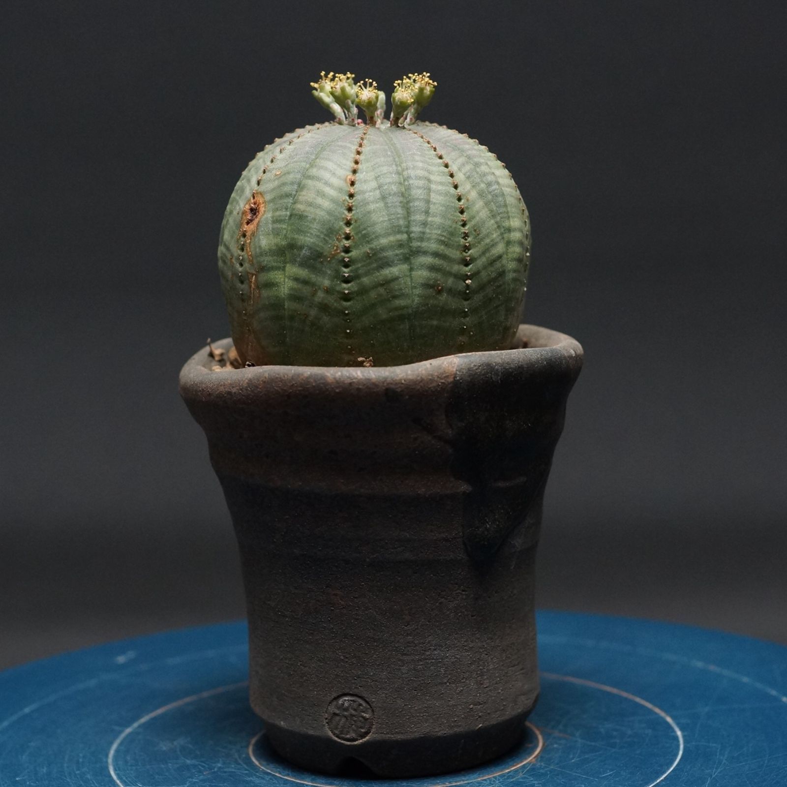 ユーフォルビア オベサ 