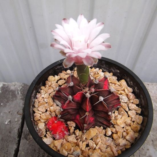 Q5レアカラー‼️ サボテン　ギムノカリキウム 54株 現物「サボテン・ギムノカリキウム」3.5号 Gymnocalycium mihanovichii