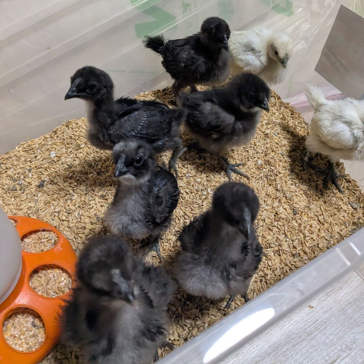 予約販売】烏骨鶏 有精卵 6個 希少な黒烏骨鶏 種卵 - メルカリ