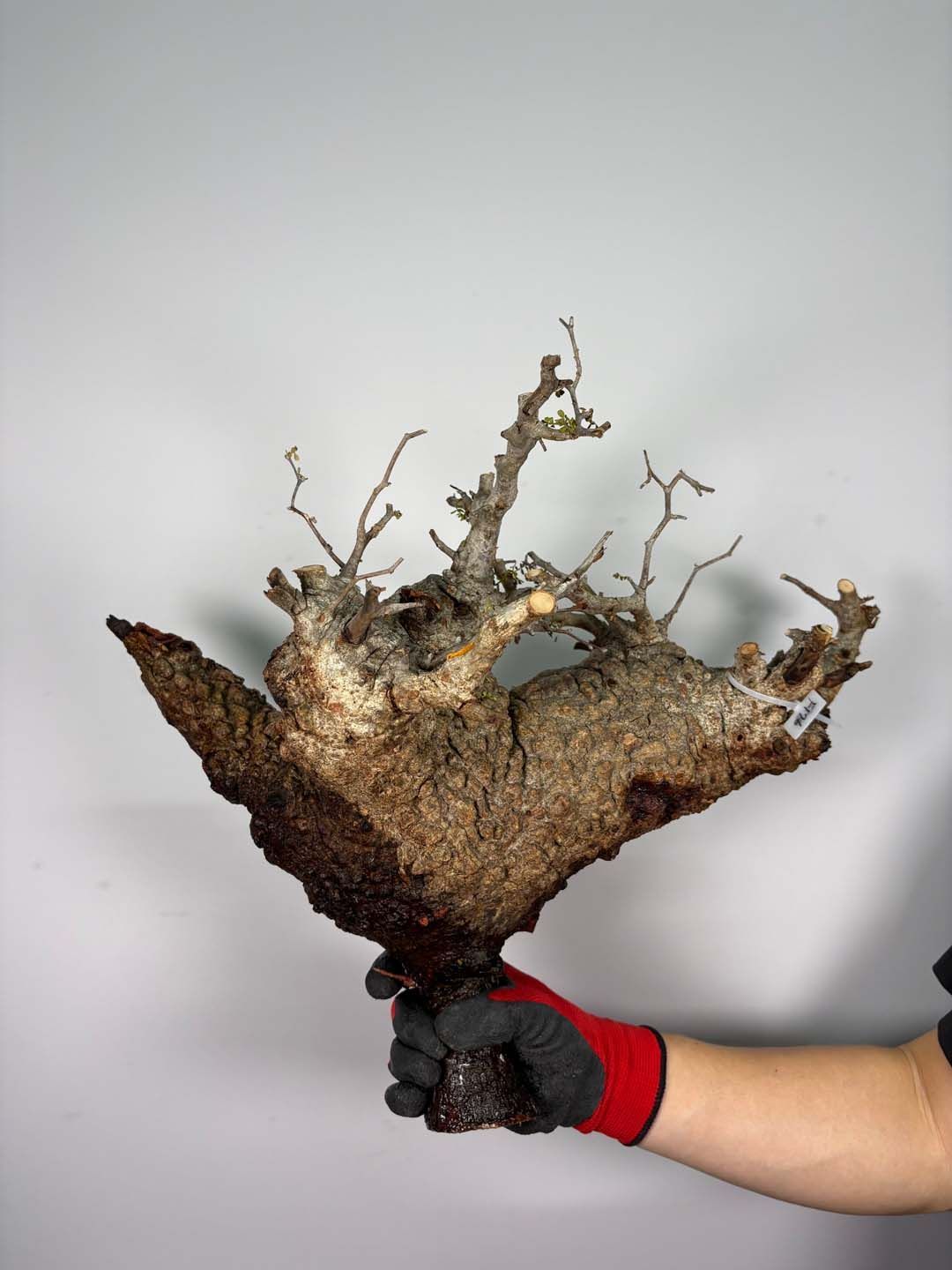 F176 現地発根株 オペルクリカリア パキプス 販売25日迄 6/15 入荷 Operculicarya pachypus 塊根植物 現地球
