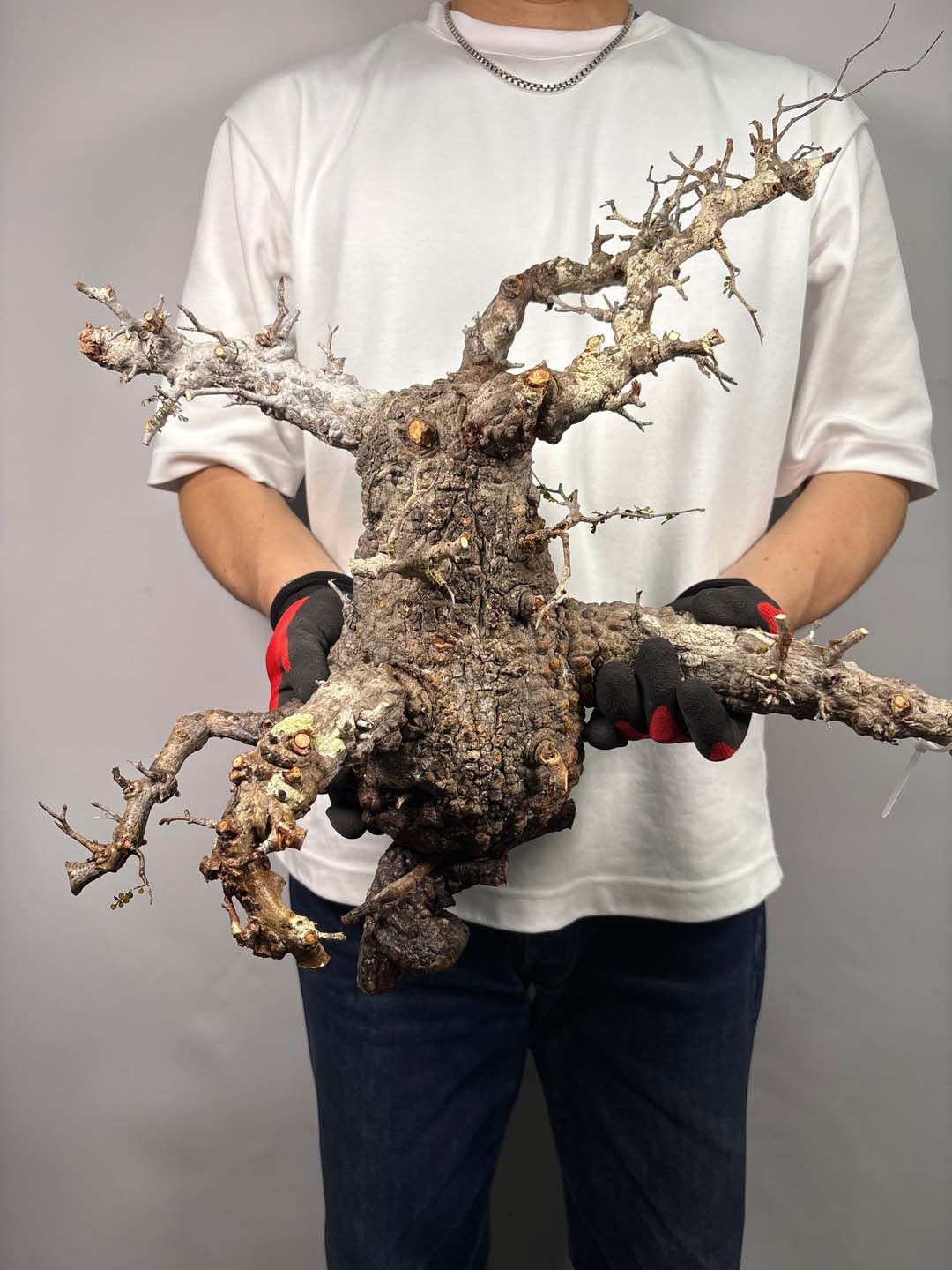 F175 現地発根株 オペルクリカリア パキプス 販売25日迄 6/15 入荷 Operculicarya pachypus 塊根植物 現地球