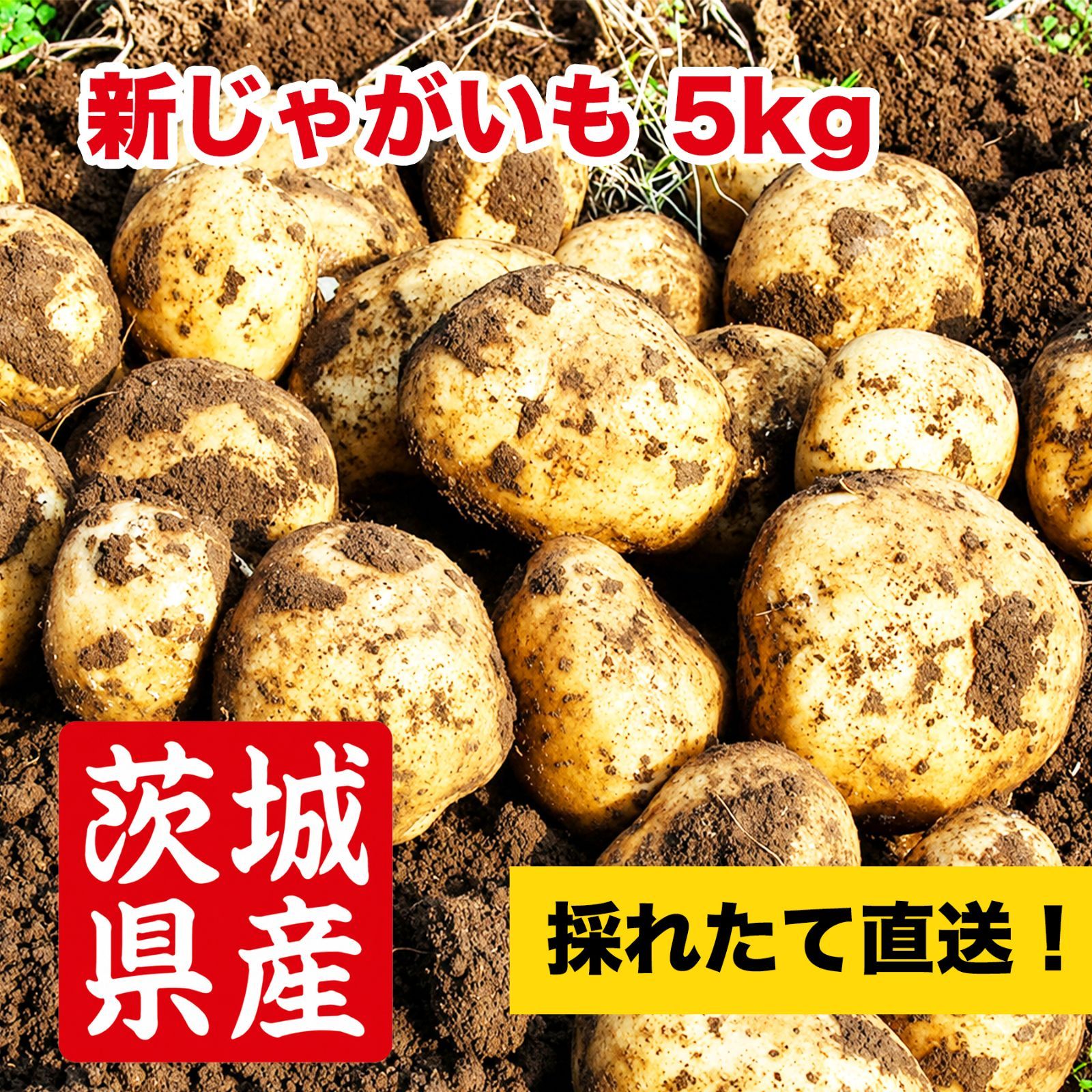 茨城県産 新じゃがいも 5kg 訳あり【農薬不使用】採れたて直送- メルカリ