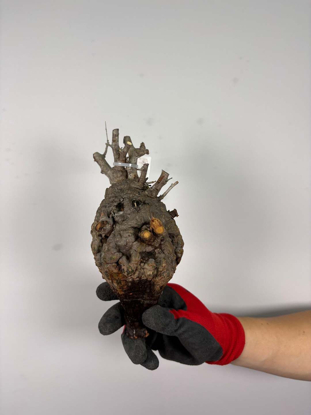 F156 現地発根株 オペルクリカリア パキプス 販売25日迄 6/15 入荷 Operculicarya pachypus 塊根植物 現地球