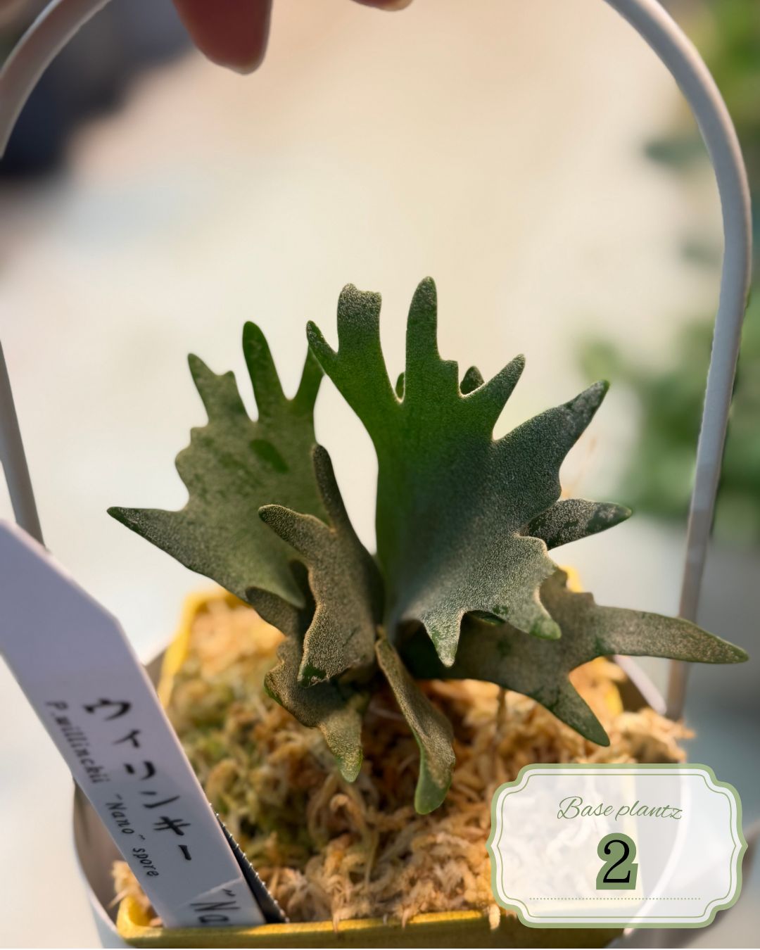 ☆人気商品☆】ウィリンキー ナノ 在庫1点のみ(鉢サイズ：3号) - メルカリ