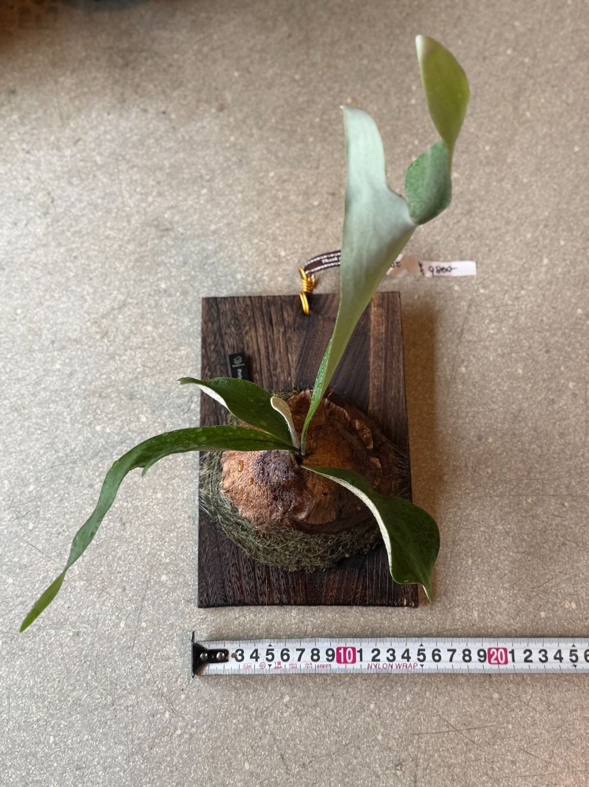 【☆人気☆】ビカクシダ　ウート　横15㎝縦23㎝