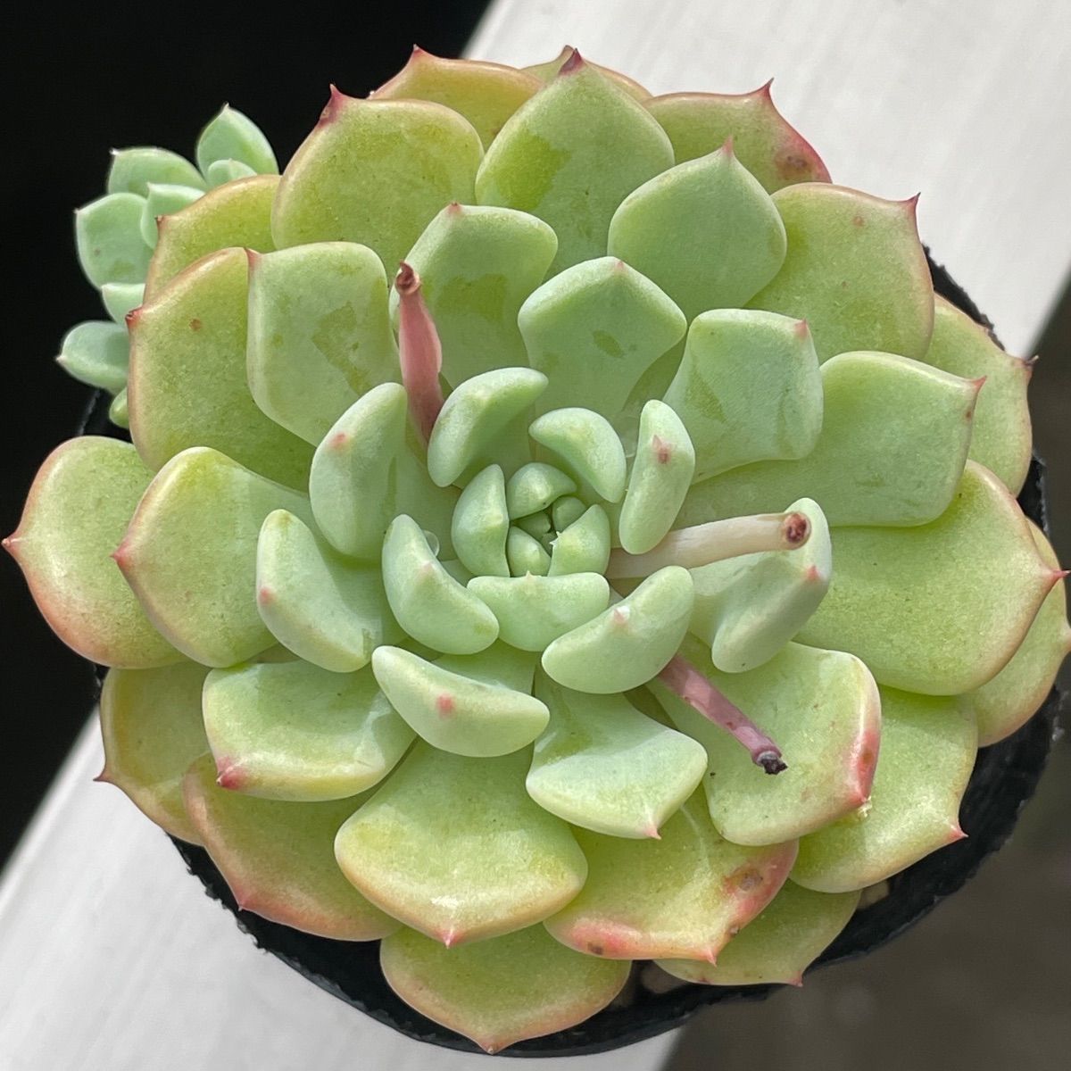多肉植物♡キュートバブル❤︎抜き苗(根付き) - メルカリ