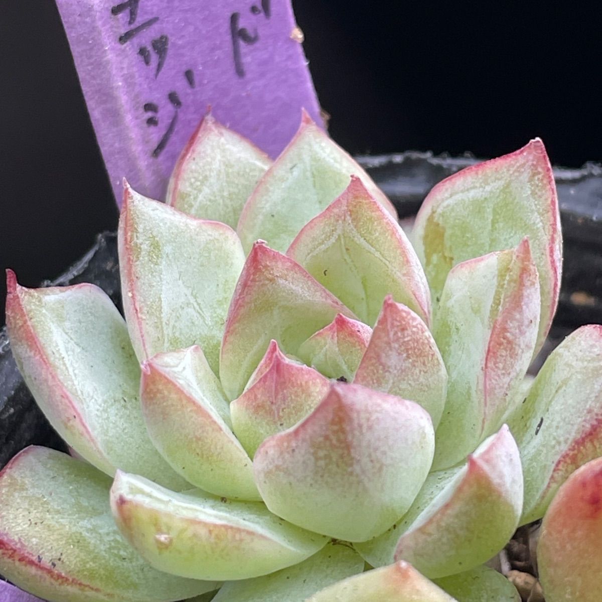 多肉植物♡3種セット❤︎抜き苗(根付き) - メルカリ