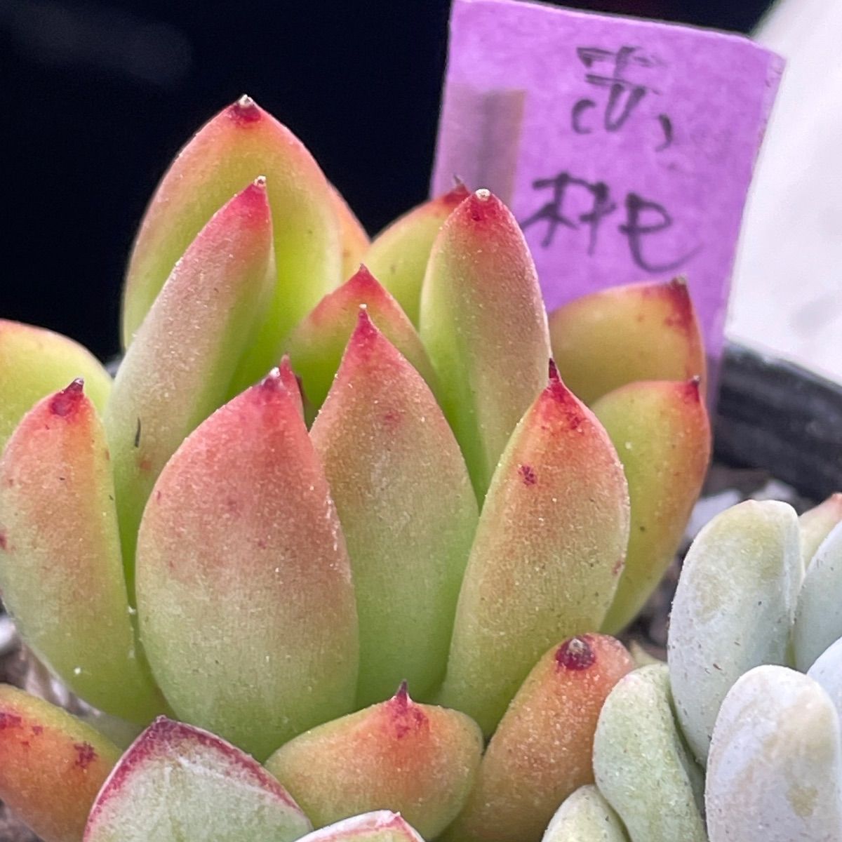 多肉植物♡3種セット❤︎抜き苗(根付き) - メルカリ