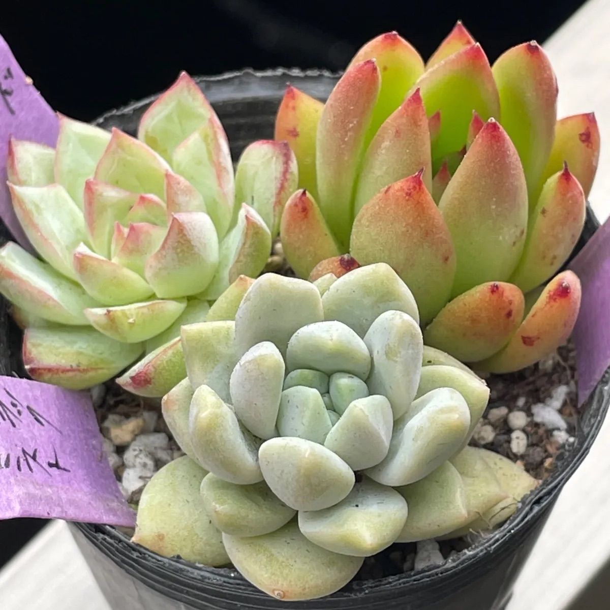 多肉植物♡3種セット❤︎抜き苗(根付き) - メルカリ