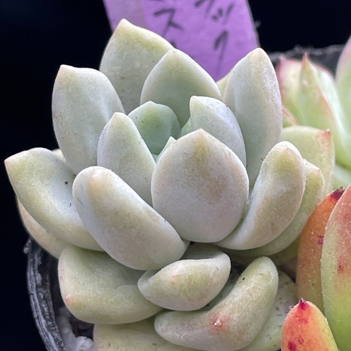 多肉植物♡3種セット❤︎抜き苗(根付き) - メルカリ