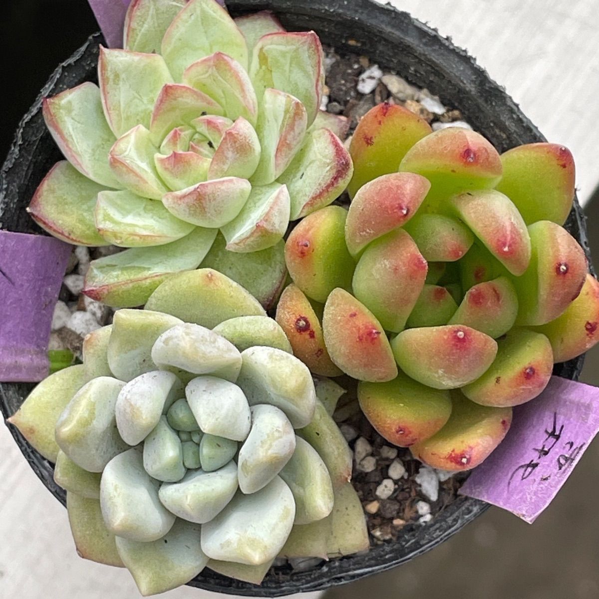 多肉植物♡3種セット❤︎抜き苗(根付き) - メルカリ