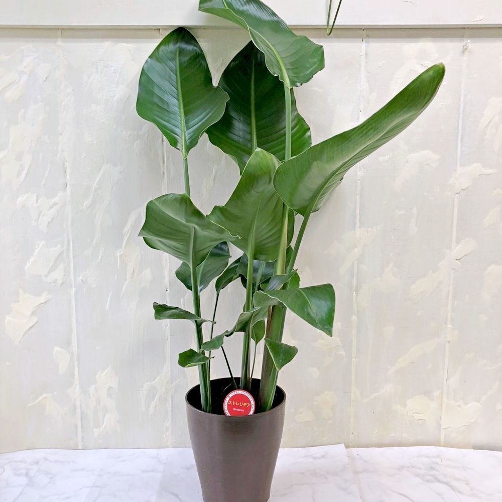 ストレリチア オーガスタ 5号鉢 高さ約90cm 観葉植物 極楽鳥花