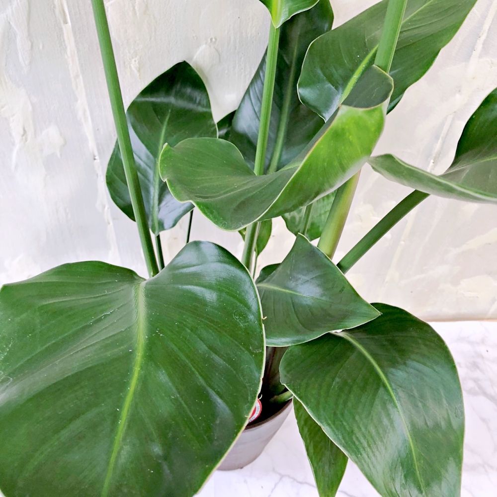ストレリチア オーガスタ 5号鉢 高さ約90cm 観葉植物 極楽鳥花