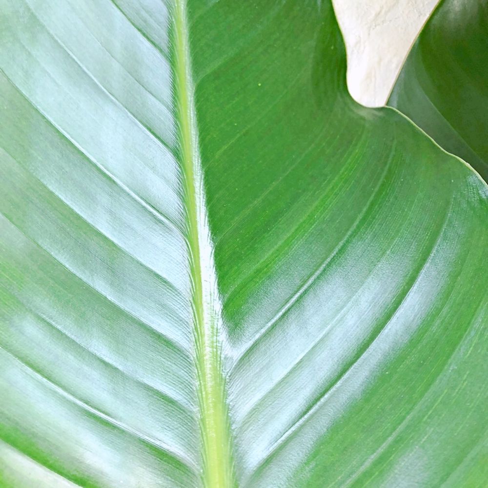 ストレリチア オーガスタ 5号鉢 高さ約90cm 観葉植物 極楽鳥花