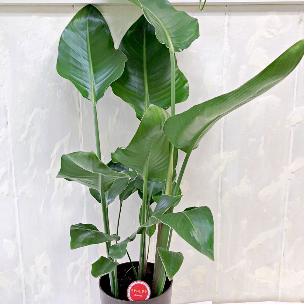 ストレリチア オーガスタ 5号 高さ約60センチ ストレリチア オーガスタ 5号鉢 高さ約90cm 観葉植物 極楽鳥花