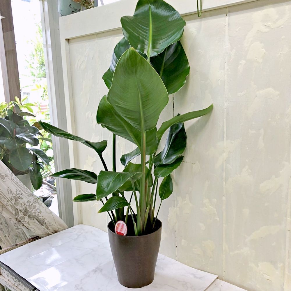 ストレリチア オーガスタ 5号鉢 高さ約90cm 観葉植物 極楽鳥花