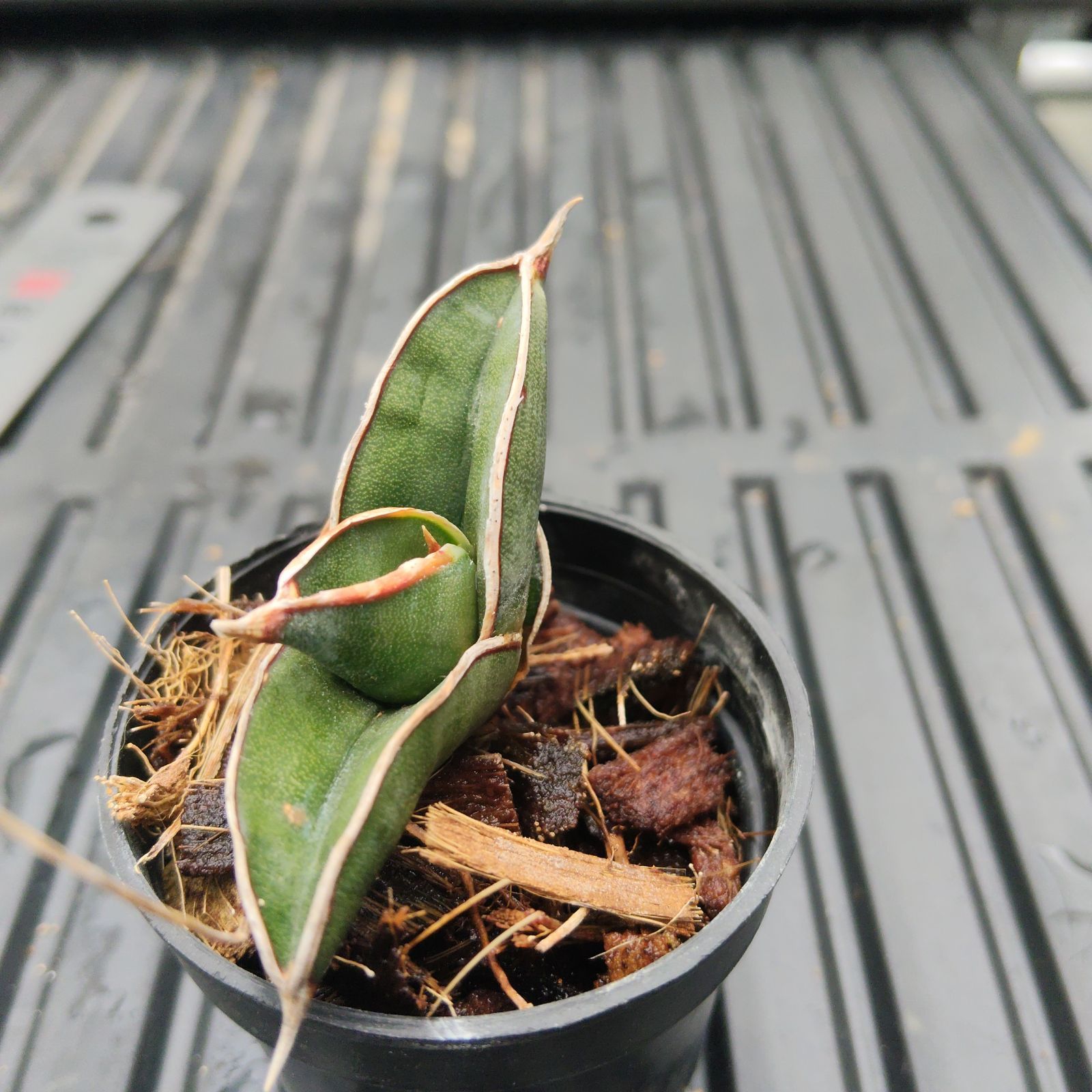 a95 サンスベリア ロリダ サンセベリア Sansevieria rorida - メルカリ