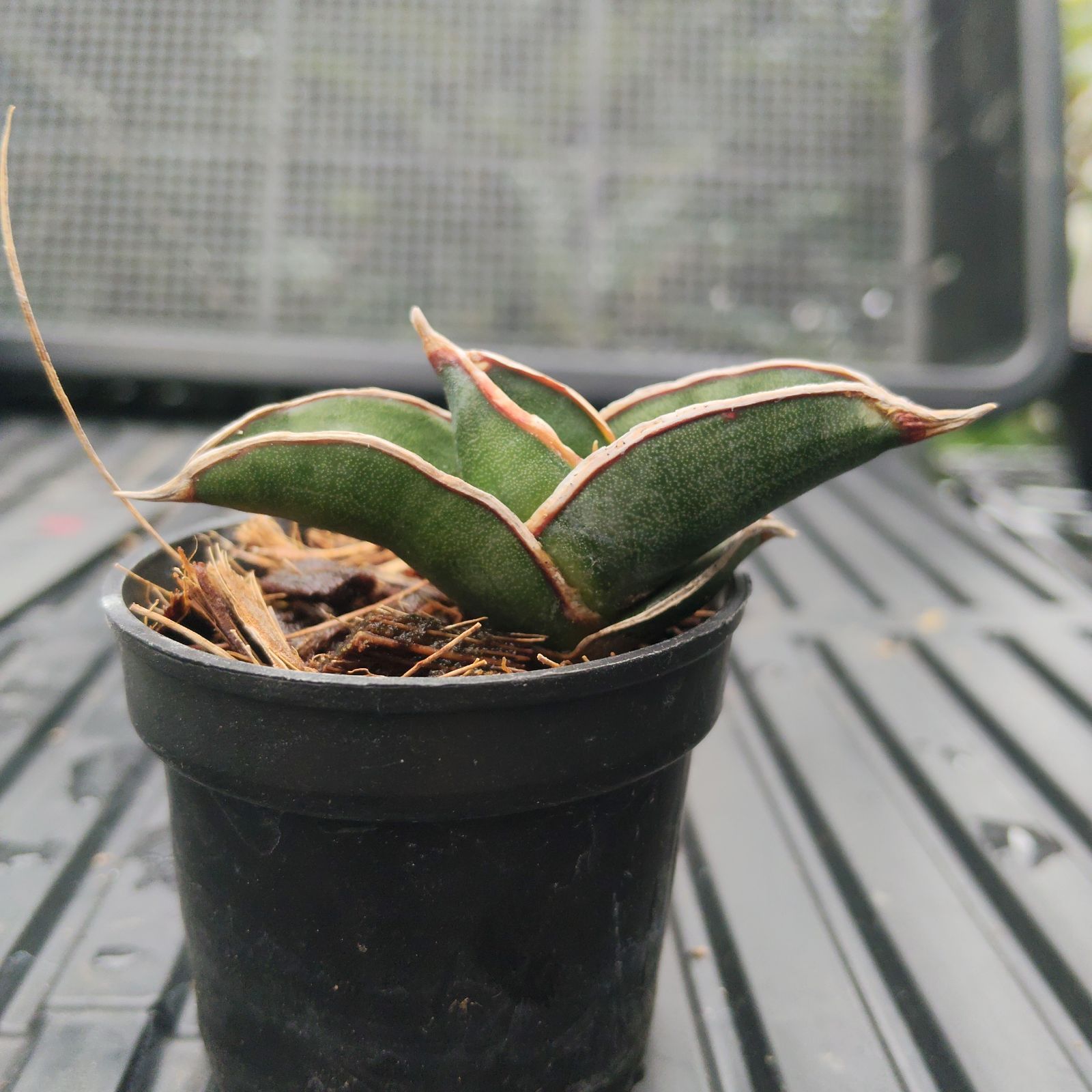 a95 サンスベリア ロリダ サンセベリア Sansevieria rorida - メルカリ