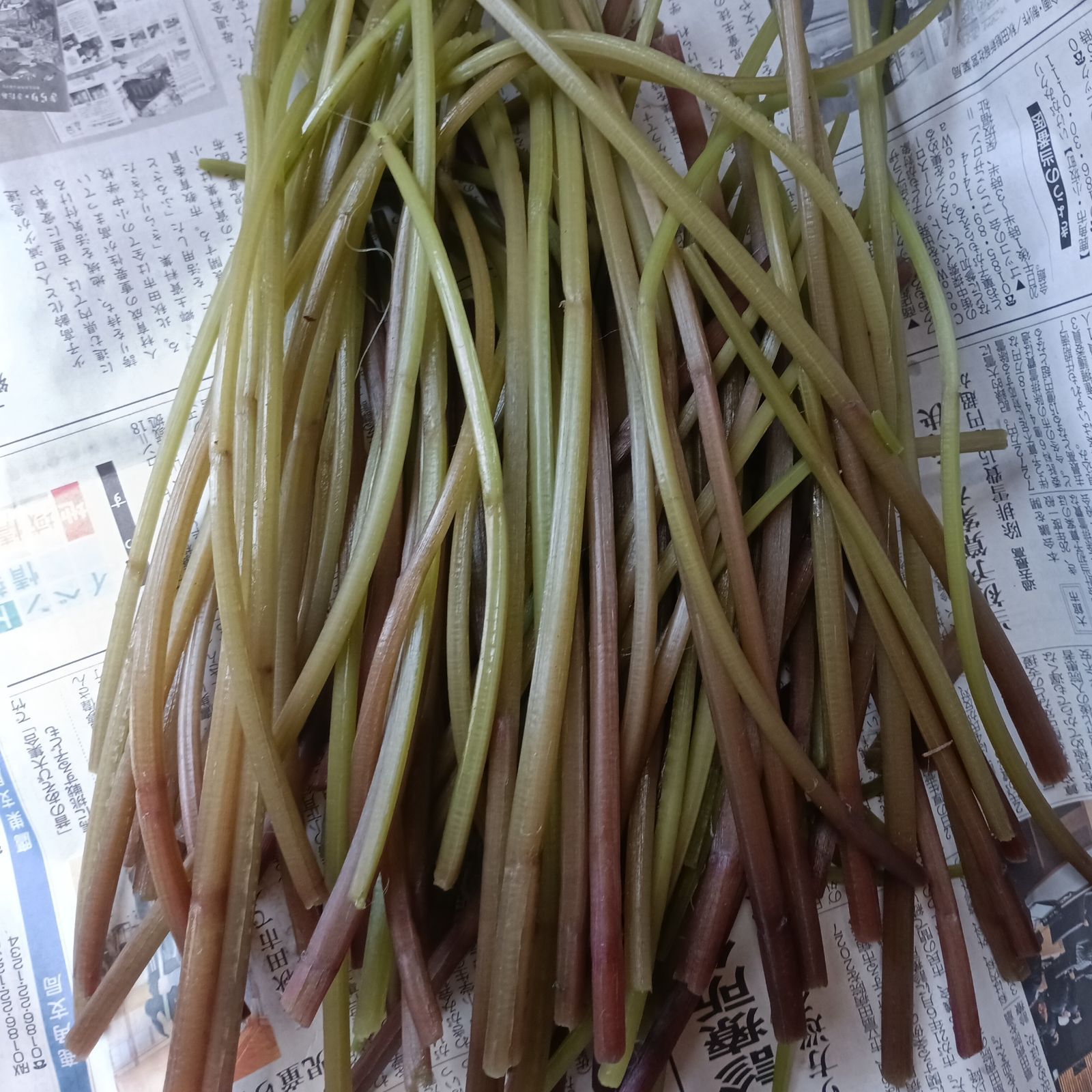 秋田県産天然 山菜 カットミズ5㎏