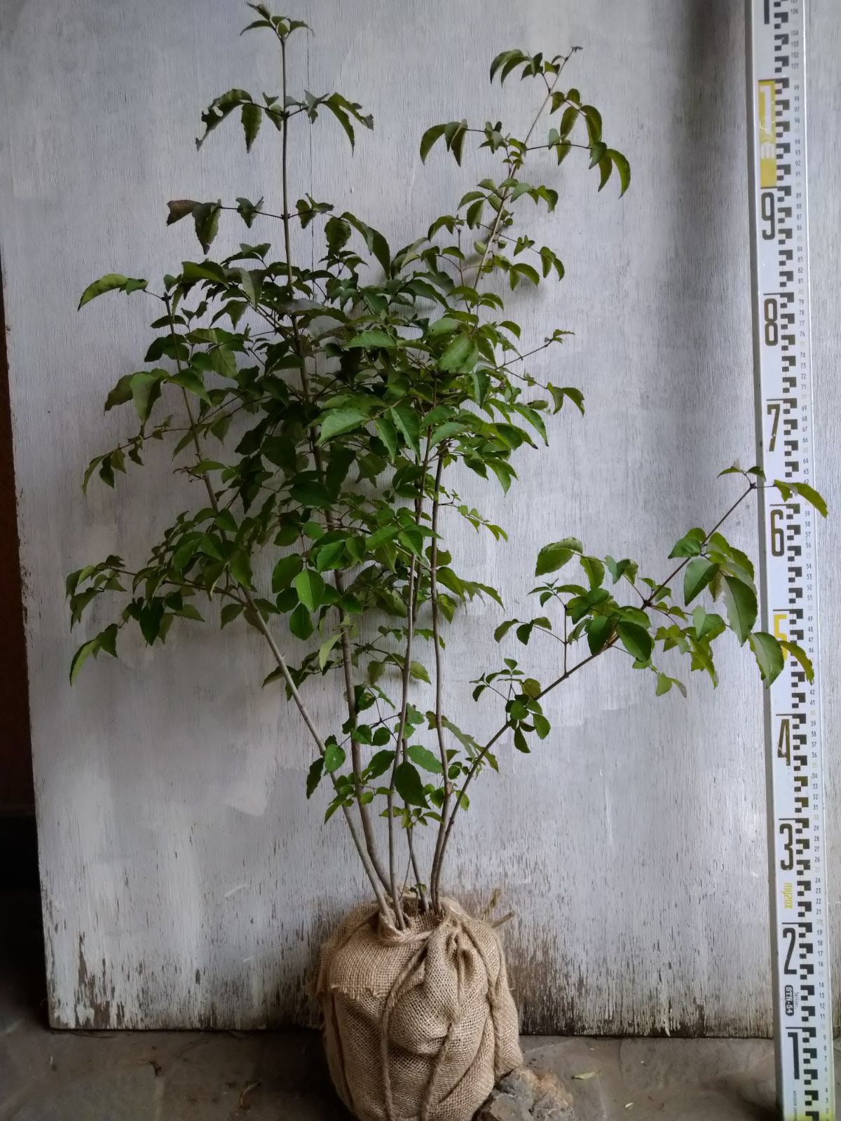 アオダモ株立ちNo60