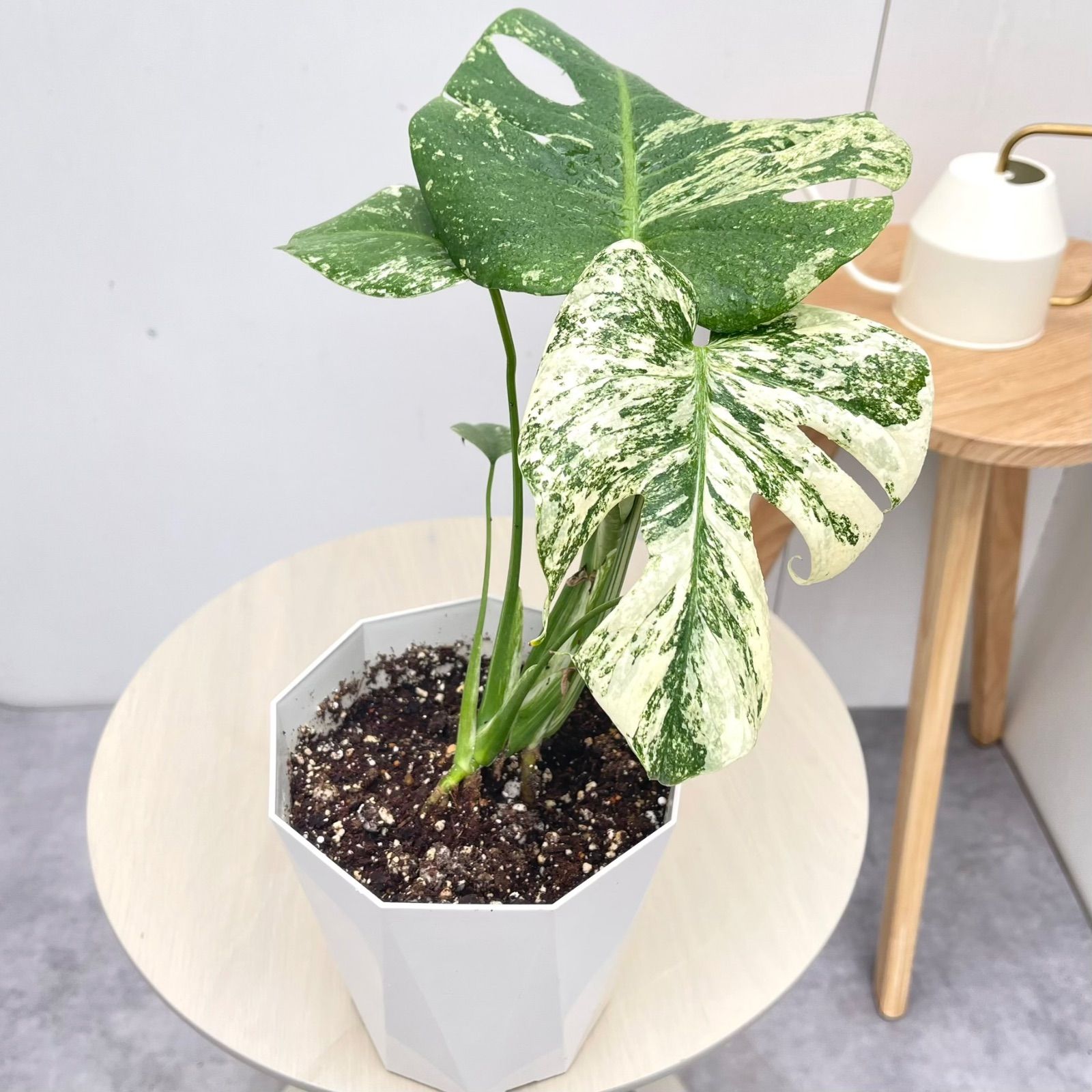 モンステラ　デリシオサ　ホワイトモンスター　2【現品】☆希少☆ 観葉植物　室内　5号