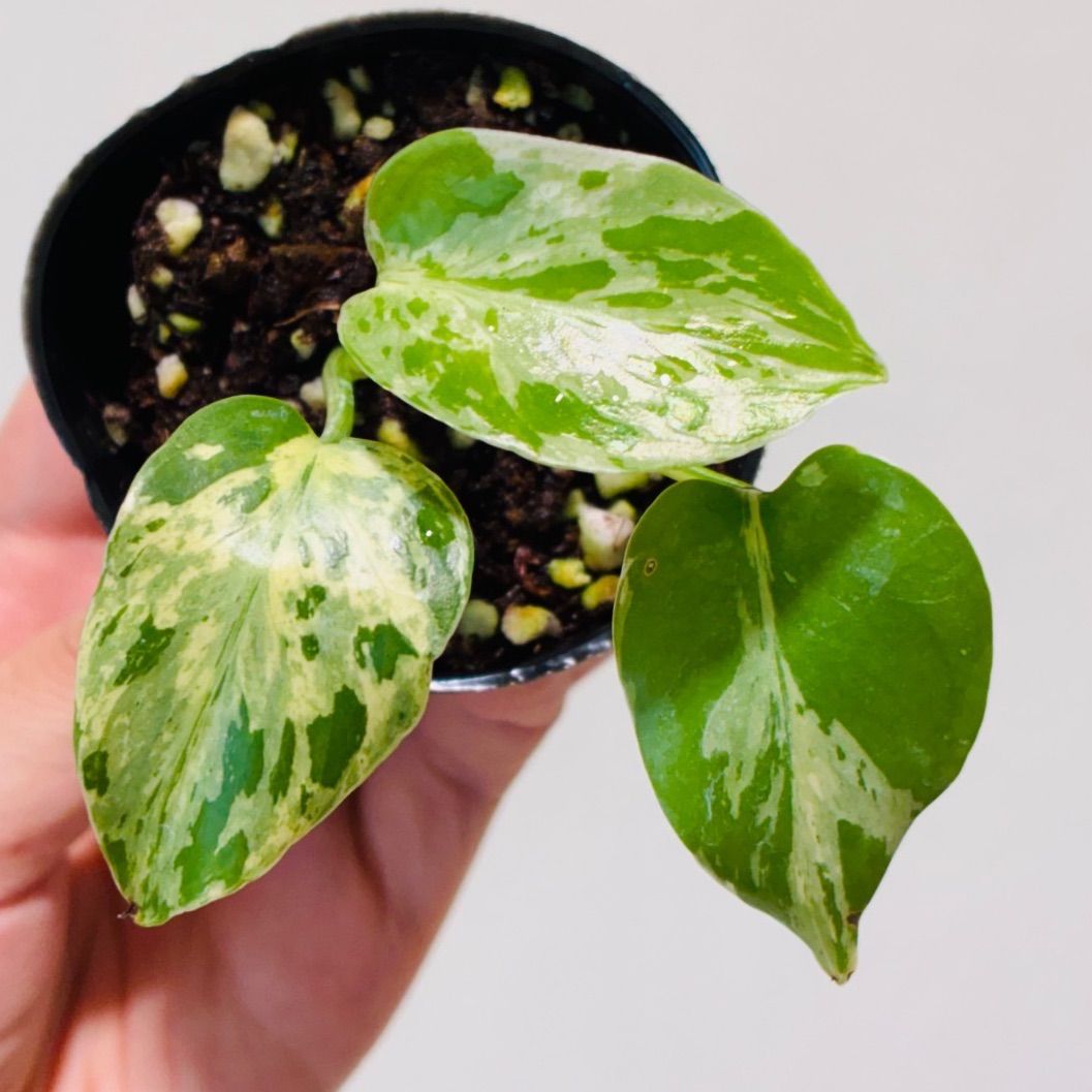 Monstera deliciosa “Bulbasaur” バルバソー/ベトシオーサ TC株・順化