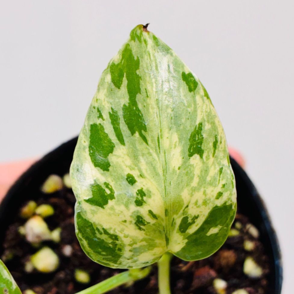 Monstera deliciosa “Bulbasaur” バルバソー/ベトシオーサ TC株・順化