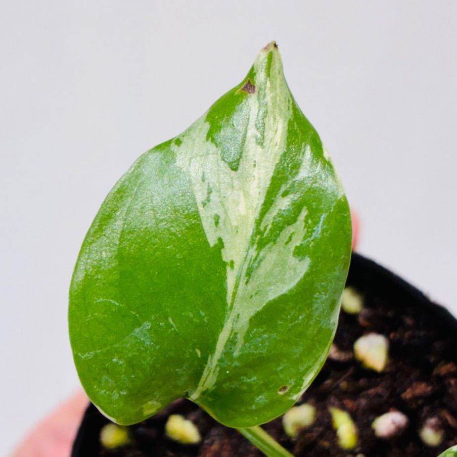 Monstera deliciosa “Bulbasaur” バルバソー/ベトシオーサ TC株・順化
