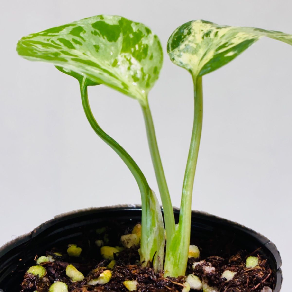 Monstera deliciosa “Bulbasaur” バルバソー/ベトシオーサ TC株・順化