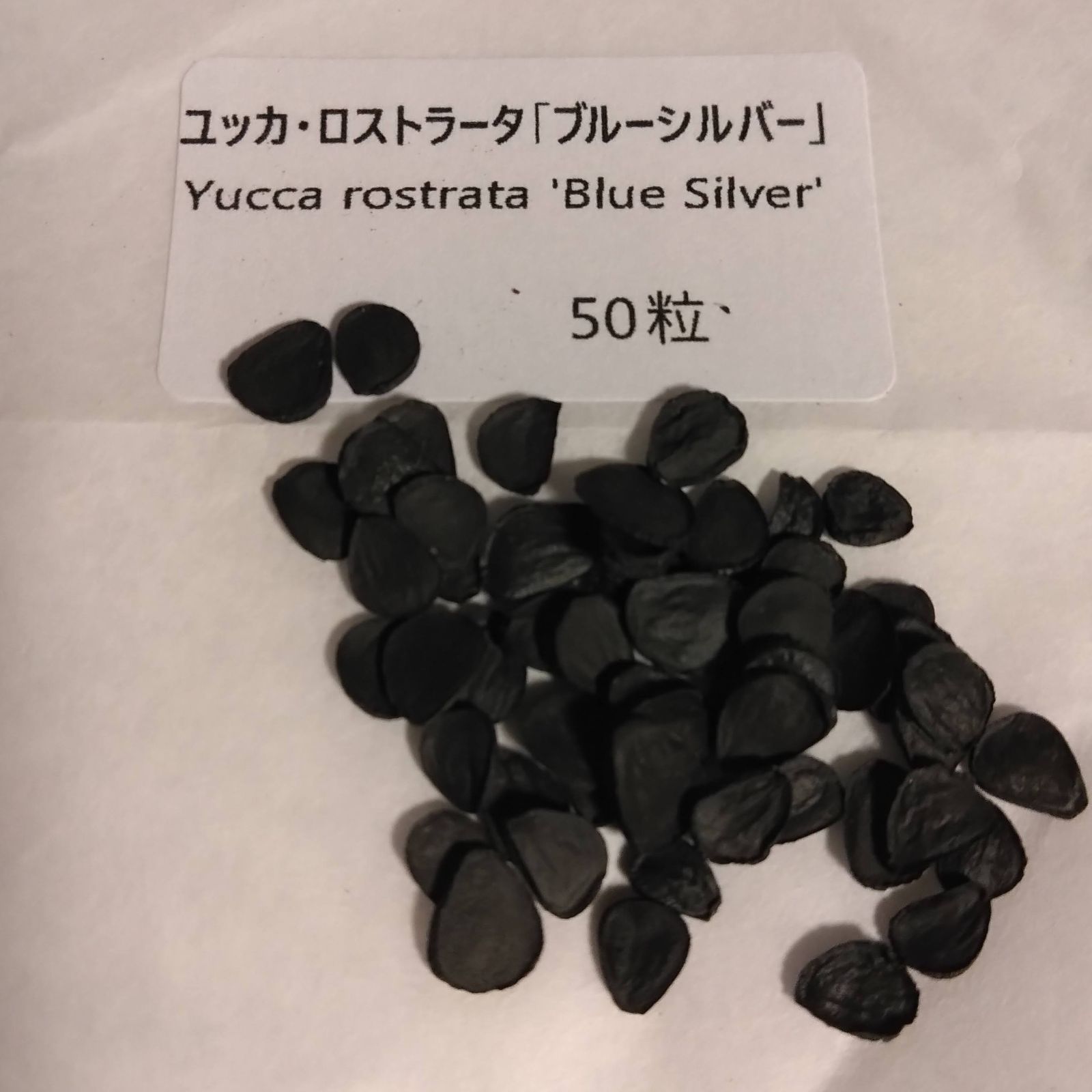 ユッカ・ロストラータ「ブルーシルバー」種子50粒 Yucca rostrata