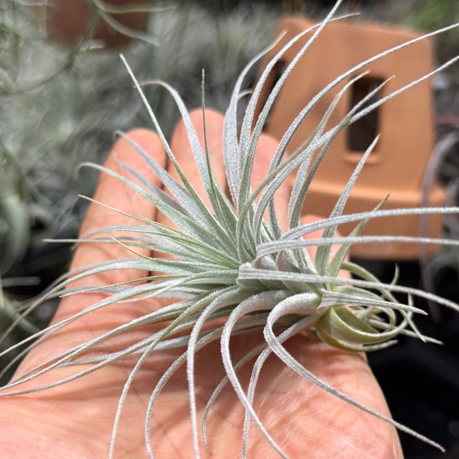 現品＊らくらくメルカリ匿名発送＊チランジア チャペウエンシス Tillandsia chapeuensis＊エアプランツ＠フラワーショップ江口