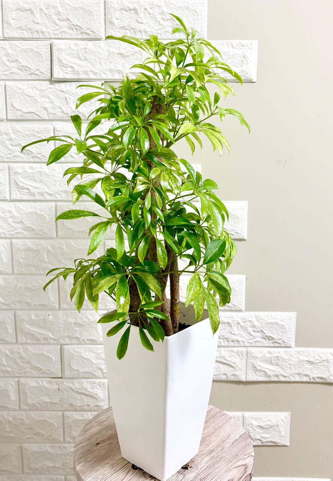 現品】斑入りシェフレラ・カポック 4本立ち 6号鉢 観葉植物 - メルカリ